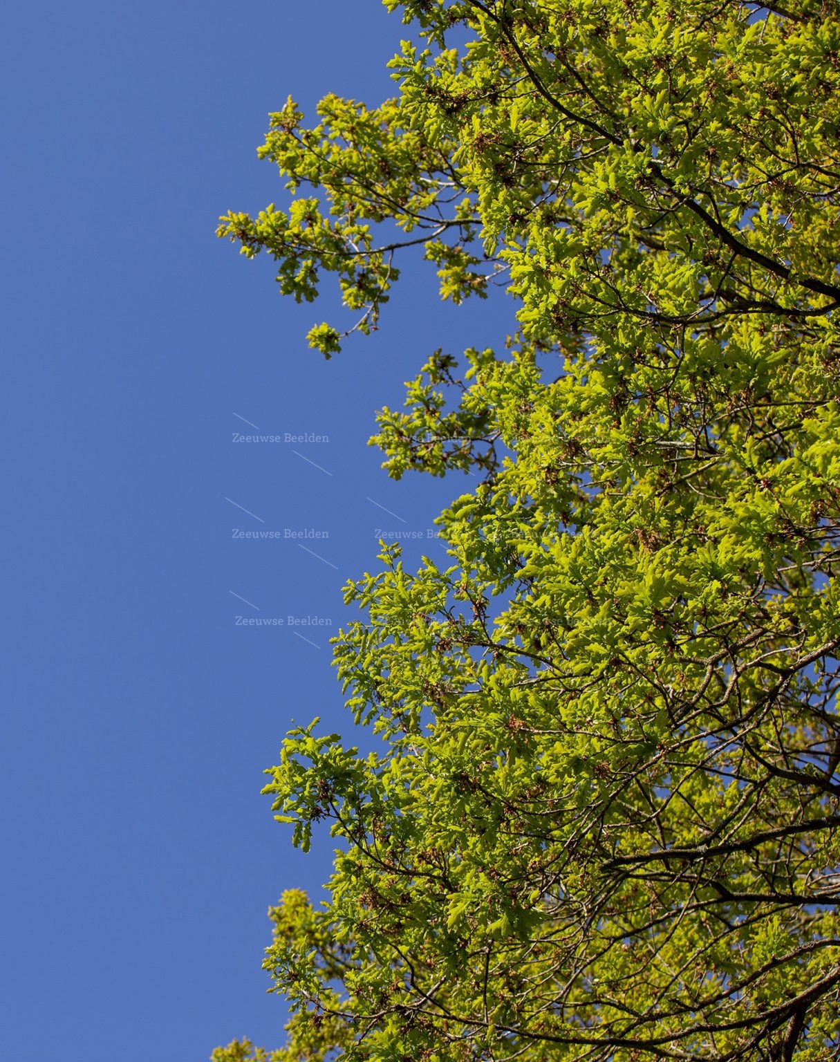Bomen met een blauwe lucht