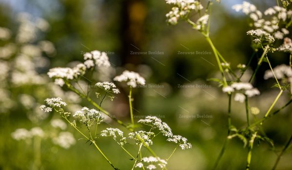 Close-up Fluitenkruid bloemenveld