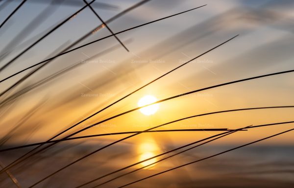 Close-up helmgras bij avondlicht met zon
