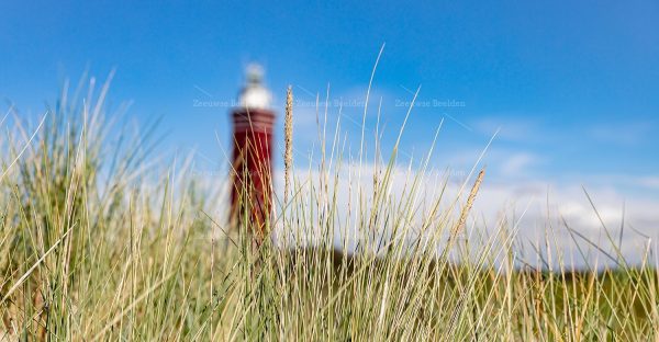 Close-up helmgras met vuurtoren