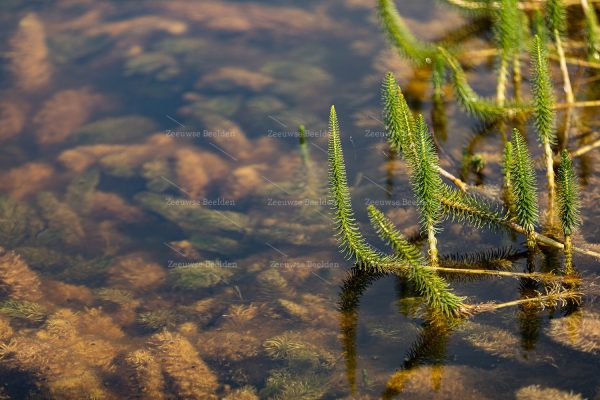 Close-up planten in het water