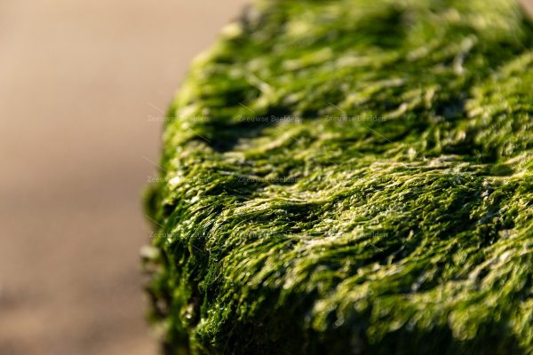 Close-up van zeewier op een strandpaal 2