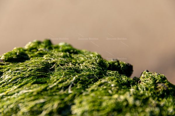 Close-up van zeewier op een strandpaal