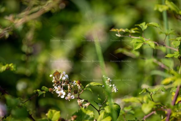 Close-up vlinder op bloemen