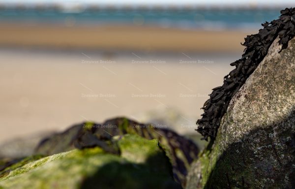 Close-up zeewier op een steen