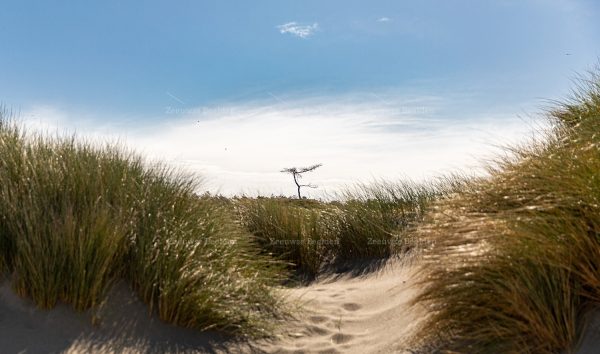 Duingebied Westenschouwen boom