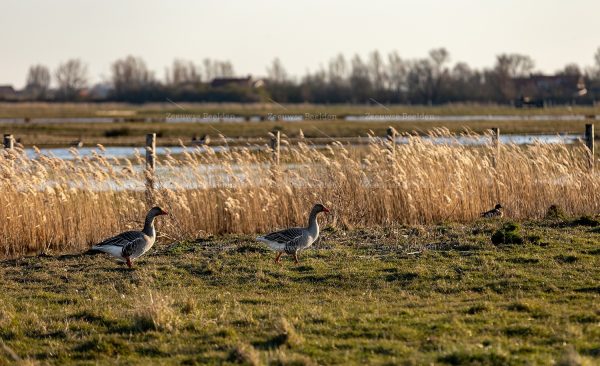 Ganzen in de weide
