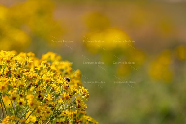 Gele bloemen met een bij in de duinen 2