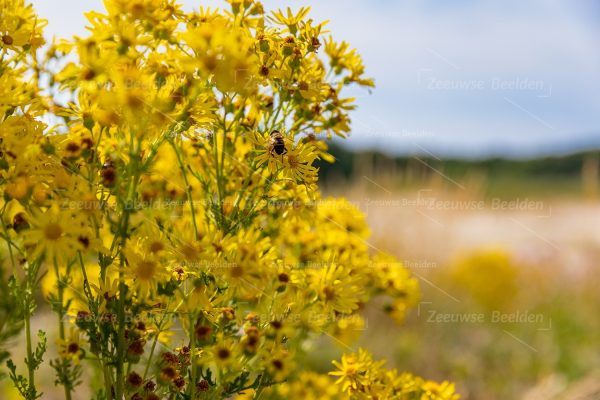 Gele bloemen met een bij in de duinen