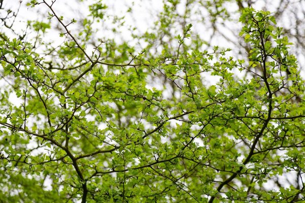Groene boom in de Manteling