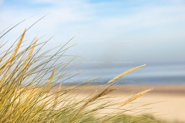 Helmgras bij de zee 2