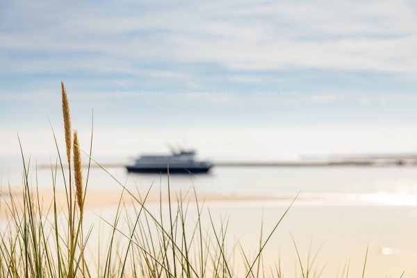 Helmgras en Westerschelde Ferry