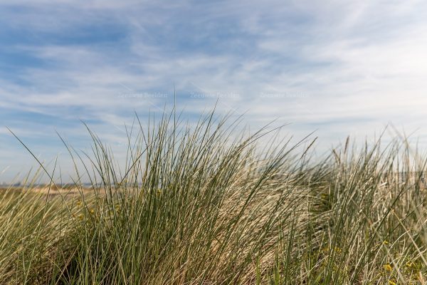 Helmgras en Zeeuwse wolken