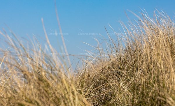 Helmgras in de duinen