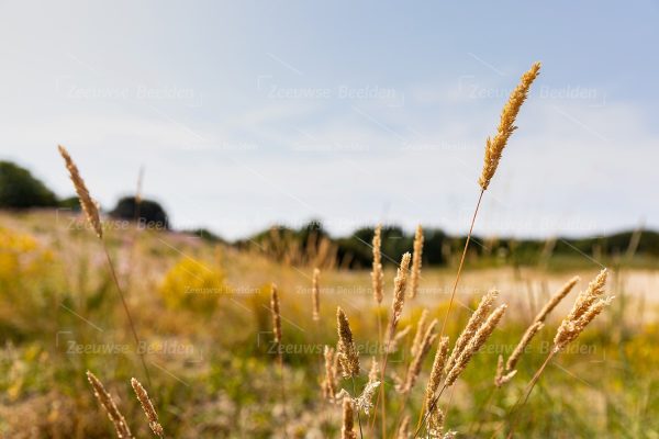 Helmgras in een natuurgebied