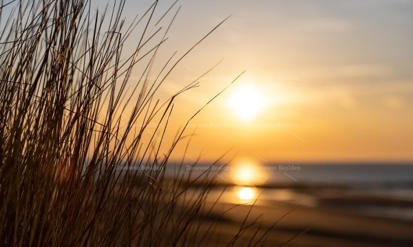 Helmgras met strand bij avondlicht