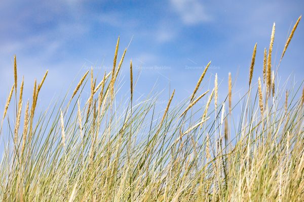 Helmgras op het strand