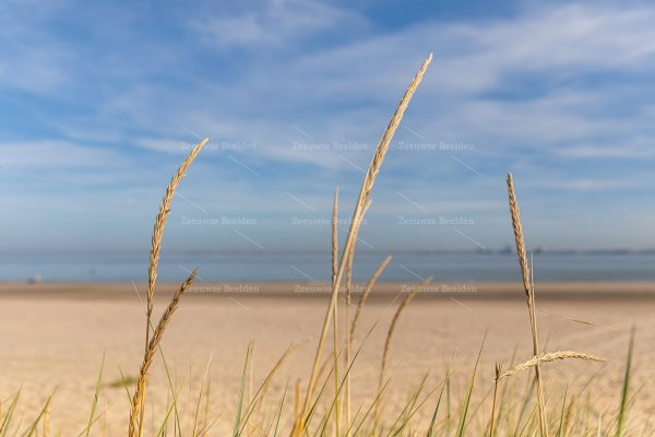 Helmgras op het strand van Zeeuws-Vlaanderen