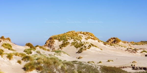 Heuvelachtig duingebied in Westenschouwen 3