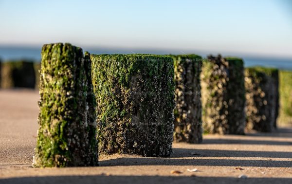 Kleine strandpalen bij eb