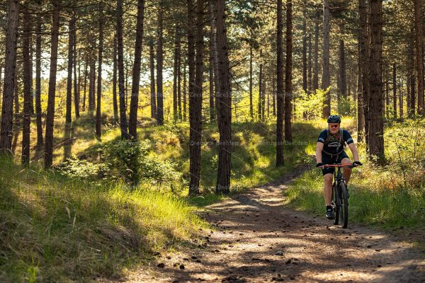 Mountainbiker door het naaldbomen bos met een mooie lichtinval 2
