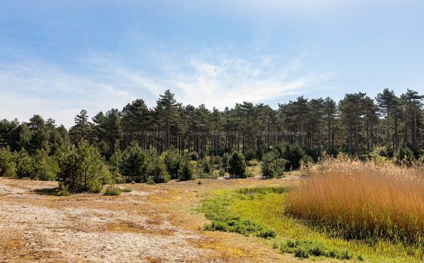 Naaldbomen in de Kop van Schouwen