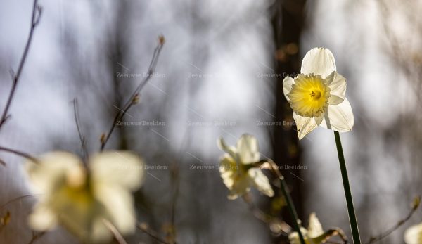 Narcissen in bossen met tegenlicht 2