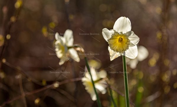 Narcissen in bossen met tegenlicht