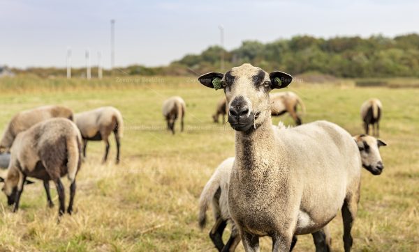 Nieuwsgierig schaap in de duinen