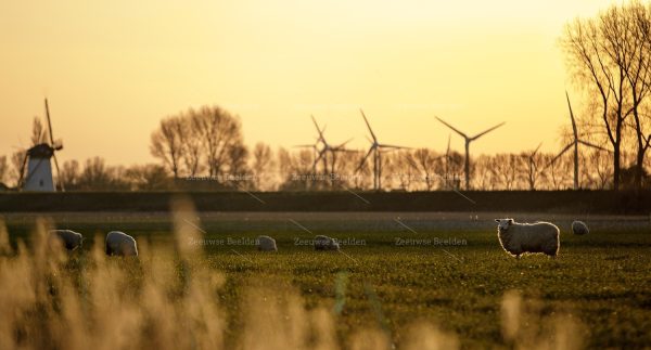 Ochtendlicht met schapen en windmolens