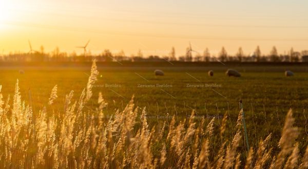Ochtendlicht met schapen op de achtergrond 2