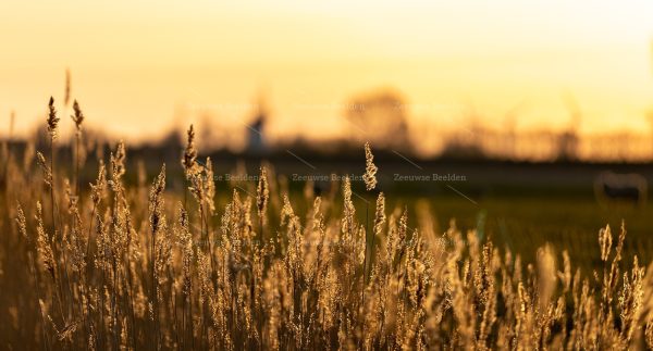 Ochtendlicht op Walcheren