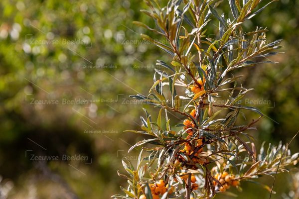 Oranje duinbesjes in natuurgebied