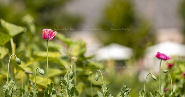 Roze klaprozen in bloemenveld 2