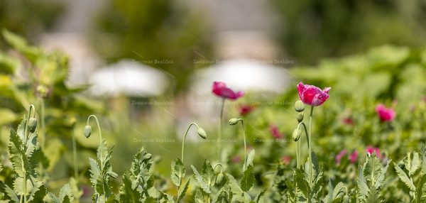 Roze klaprozen in bloemenveld