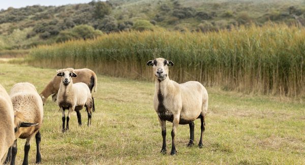 Schapen in de duinen van Walcheren