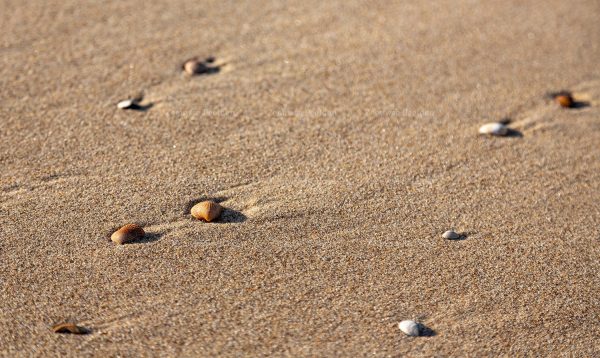Schelpjes op het natte strand