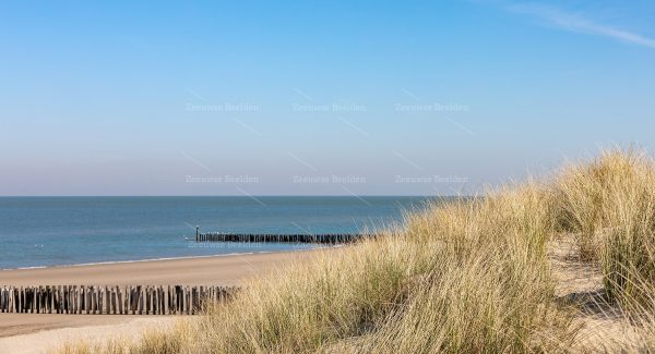 Strand met helmgras
