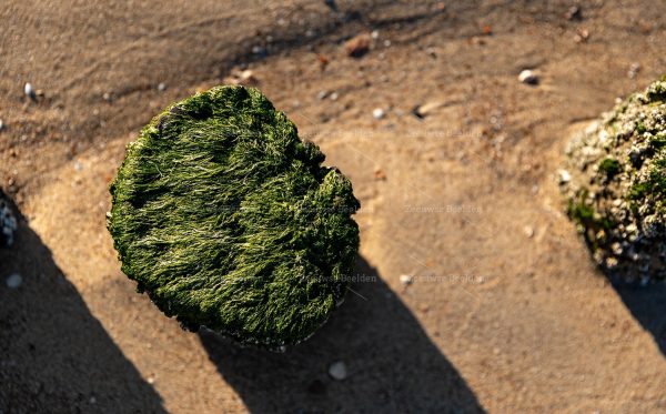 Strandpaal met zeewier