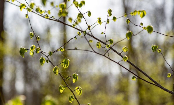 Takken met blaadjes in mooi licht