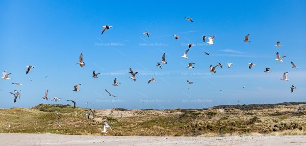 Vliegende vogels in Westenschouwen