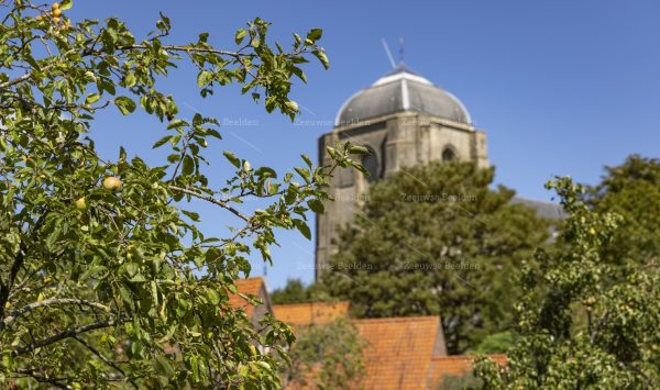 Bomen met de Grote Kerk Veere