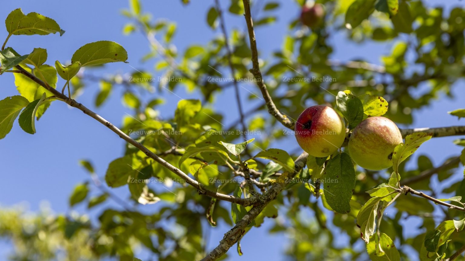 Close-up appelboom