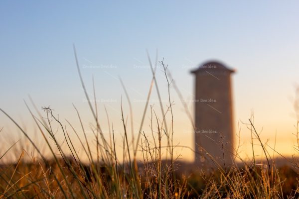 Close-up helmgras in Domburg