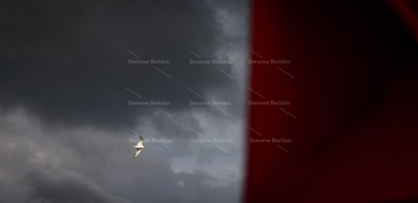 Dwergmeeuw met duistere wolken