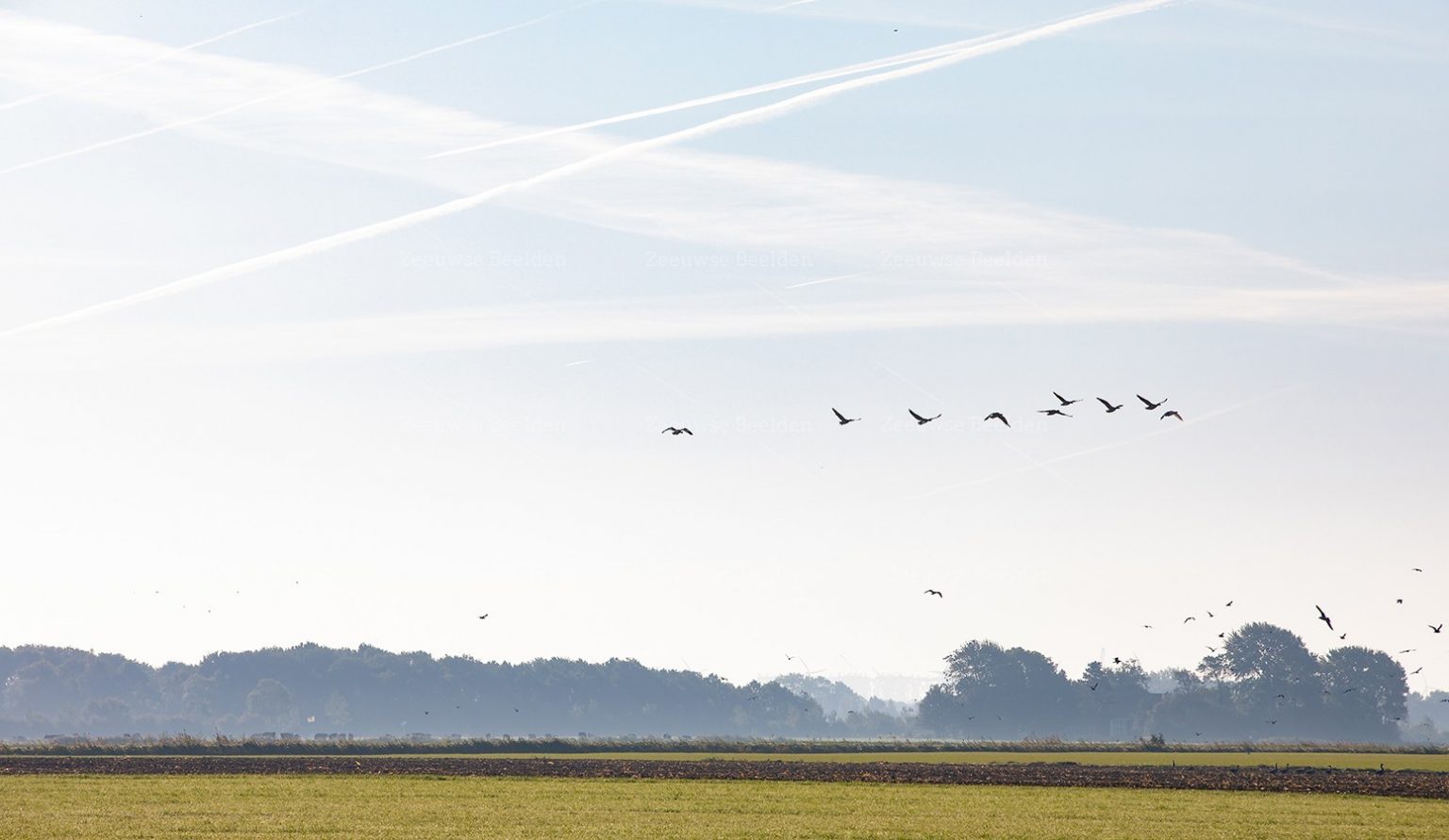 Ganzen in vogelvlucht in de ochtendgloren boven land