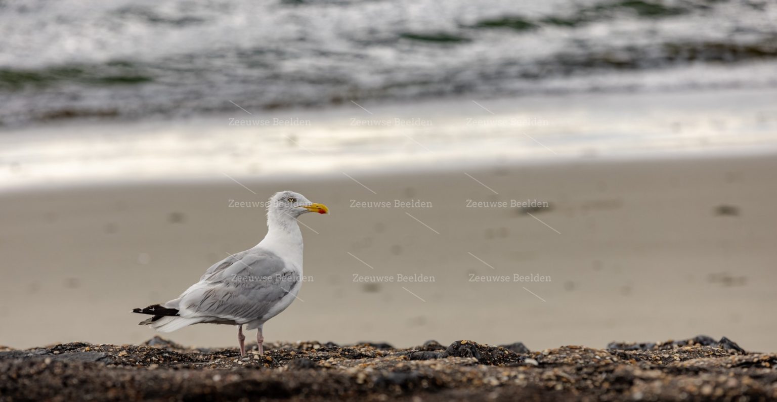 Meeuw aan de kustlijn