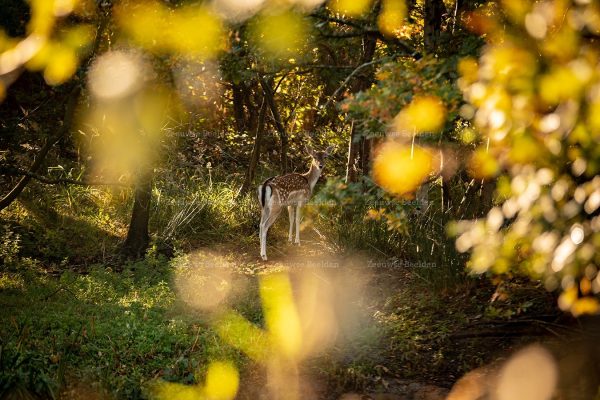 Oplettend damhert in de bossen Oranjezon, Oostkapelle