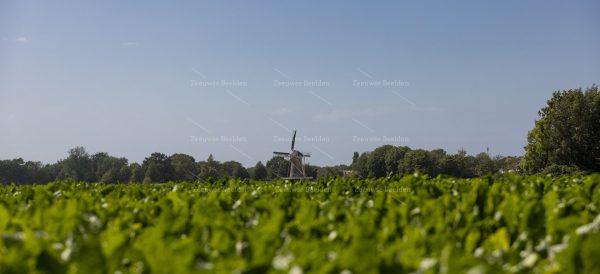 Platteland met molen