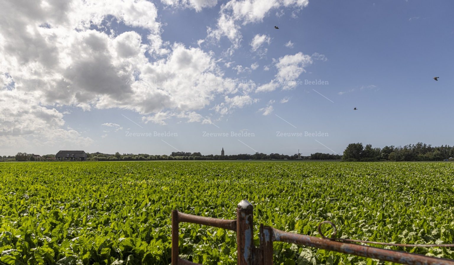 Platteland met Oostkapelle op de achtergrond